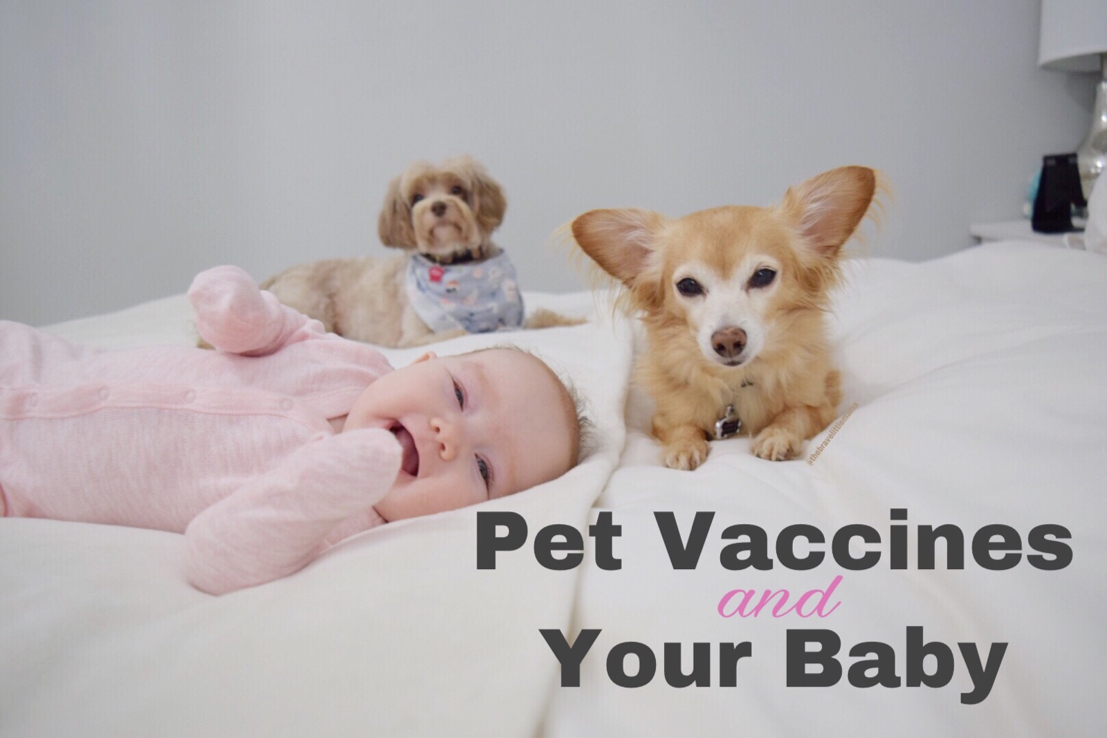 Pet Vaccines and Your Baby